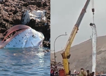 Peixe gigante que significa ‘fim do mundo’ é encontrado no Chile e deixa moradores apavorados 5