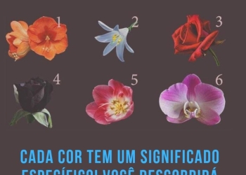 Escolha a Flor Que Melhor Representa Você – Cada Cor Tem Um Significado Específico! 9